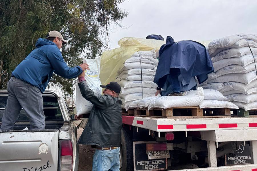 Comienza entrega de 65 toneladas de alimentación animal en Ñuble