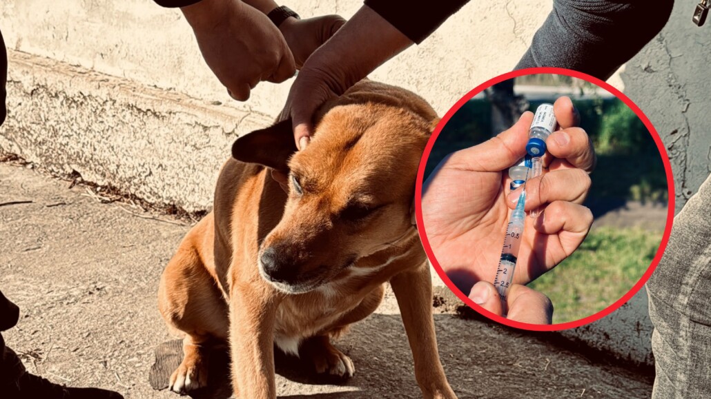 Tras detectar casos de distemper se desplegó de forma inmediata una…