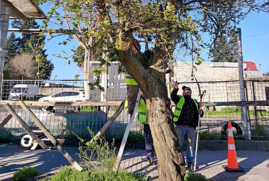 Podan árboles de las calles céntricas de Chillán