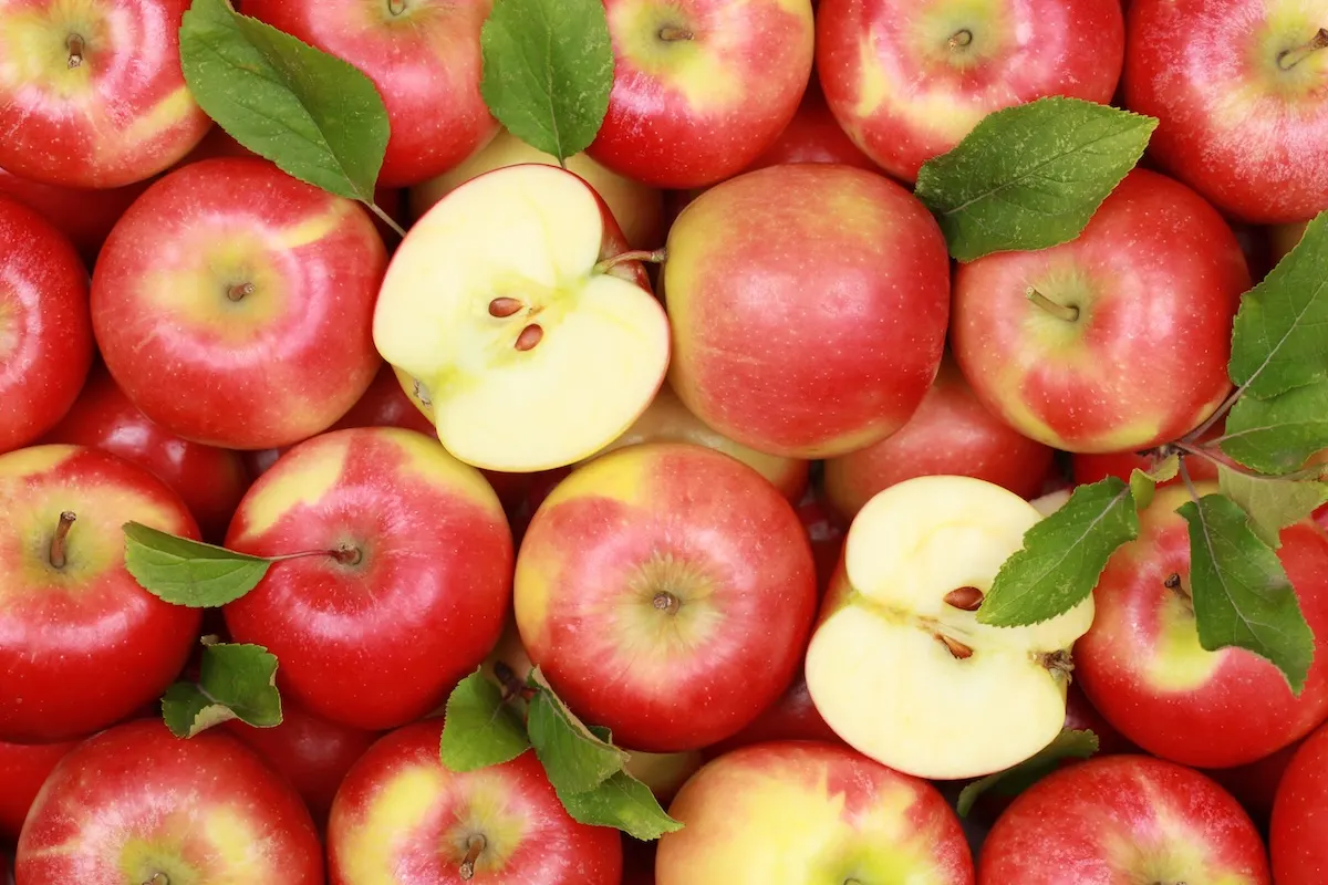 Australia: propuesta de importar manzanas desde EE.UU. genera…
