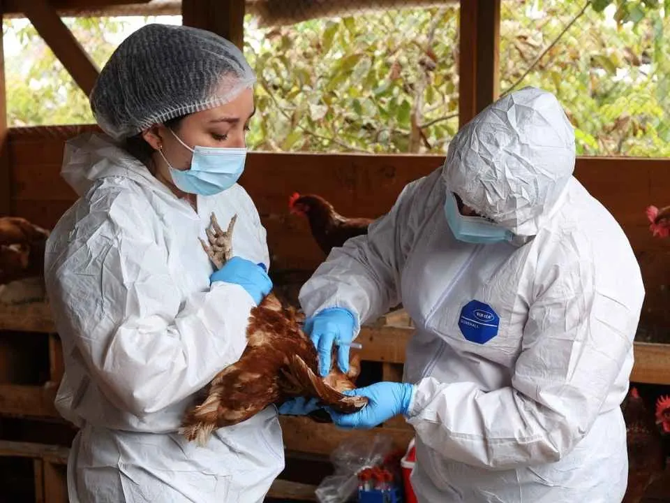 Fenómeno de El Niño y caso de influenza aviar en Perú elevan la…