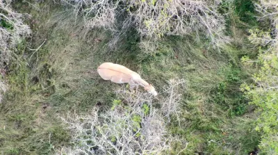 UN DRON DE LA PDI LOGRA RECUPERAR UN POTRILLO ROBADO EN ANGOL