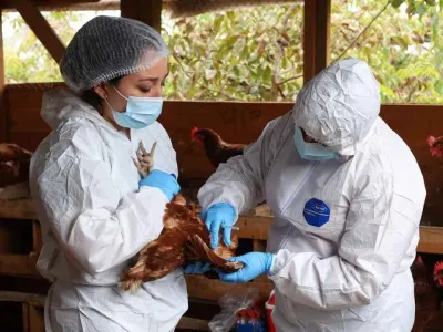Fenómeno de El Niño y caso de influenza aviar en Perú elevan la…