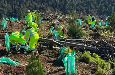 Con árboles nativos recuperan predio afectado por incendio en Quirihue