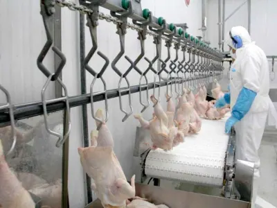 SAG suspende ingreso de aves y productos avícolas provenientes de…
